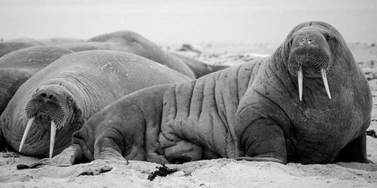 Cover image of idb-3D Printing something something (following issue)